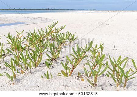 Wild Sea Purslane