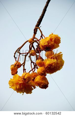 cotton tree butter cup exotic Asian flower