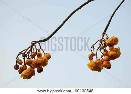 cotton tree butter cup exotic Asian flower