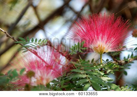Red head powder puff Flower Scent of Asian exotic flower