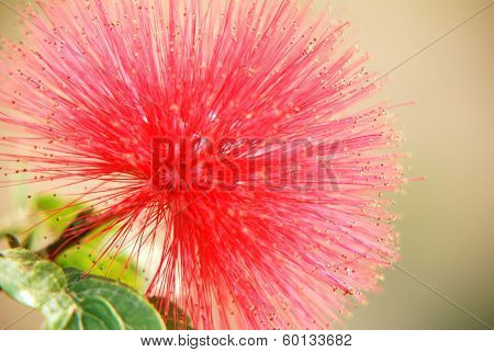 Red head powder puff Flower Scent of Asian exotic flower