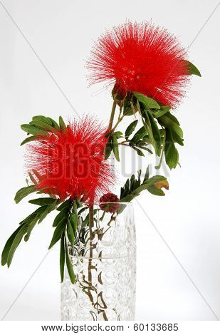 Red head powder puff Flower Scent of Asian exotic flower