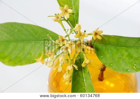 RUBIACEAE FLOWER, scent of Asian exotic flower