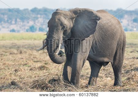 elephant eating