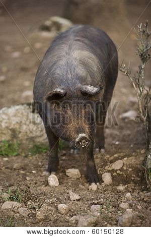 Iberian pig in the Valle de los Pedroches Cordoba Spain