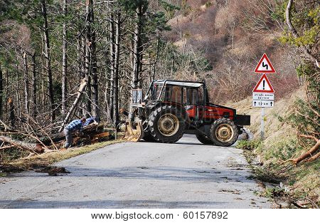 Foresters Clearing Rime Damaged Trees