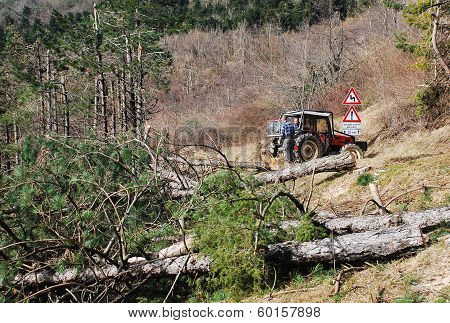 Foresters Clearing Rime Damaged Trees