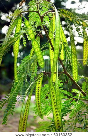 Pods of acacia.