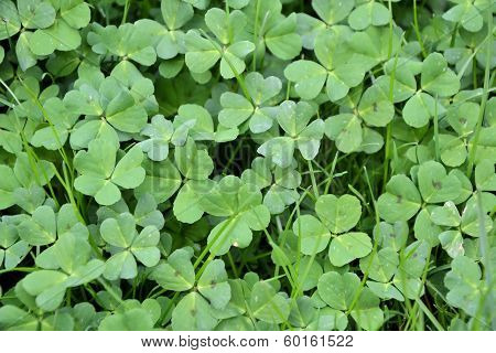 clover