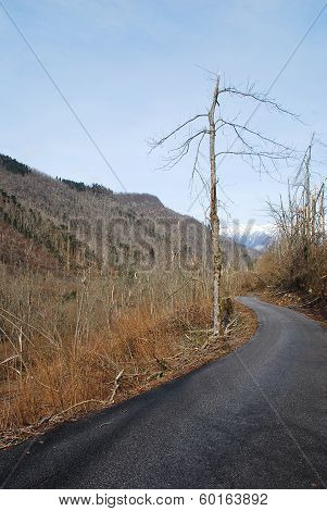 Rime Damaged Tree Near Canebola