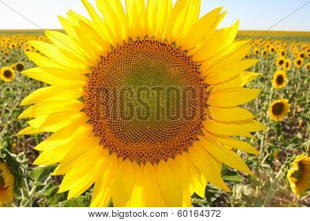 Sunflower close up in a sunflower field
