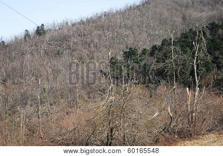 Rime Damaged Trees