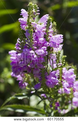 Obedient Plant - Physostegia virginiana