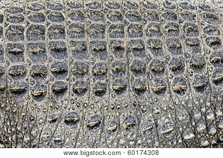 Background texture of crocodile alligator skin. Closeup of real living alligator showing spikes in skin.