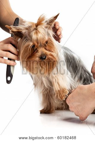 Grooming Yorkshire Terrier with a comb on white