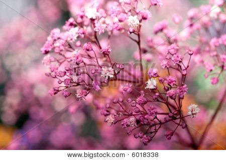 Nahaufnahme des bunten flowerlet