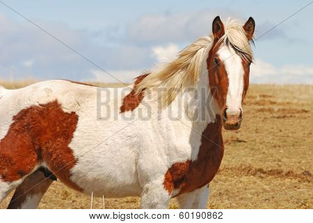 Desert Horses
