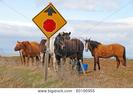 Desert Horses