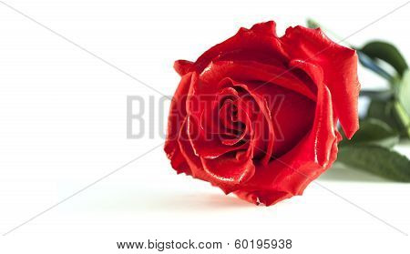 red rose on white