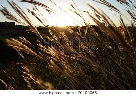 Grass On A Background Sunset