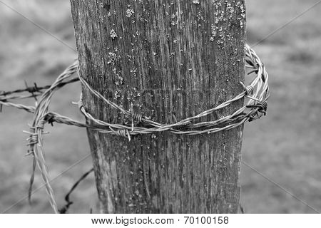 Barbed wire
