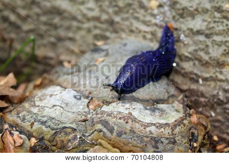 Carpathian blue slug ( bielzia coerulans )