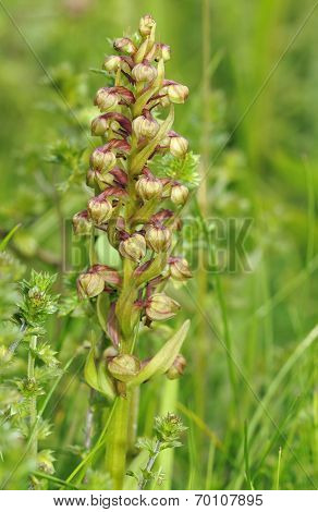 Frog Orchid
