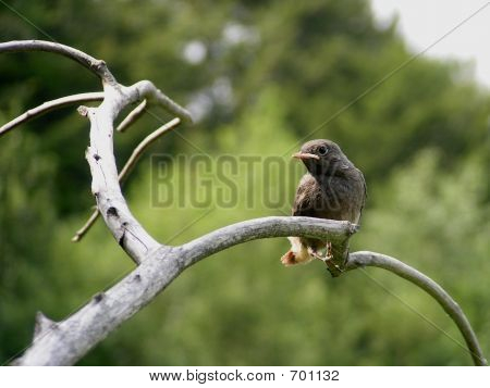 bird_3