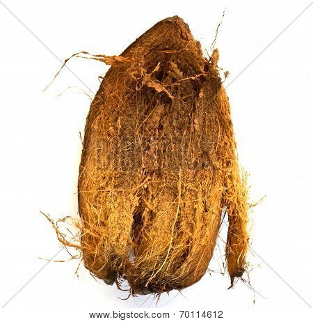 Coconut Spathe