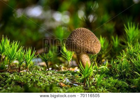 Inocybe