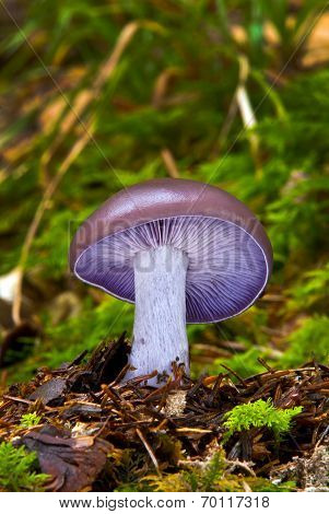Lepista Nuda