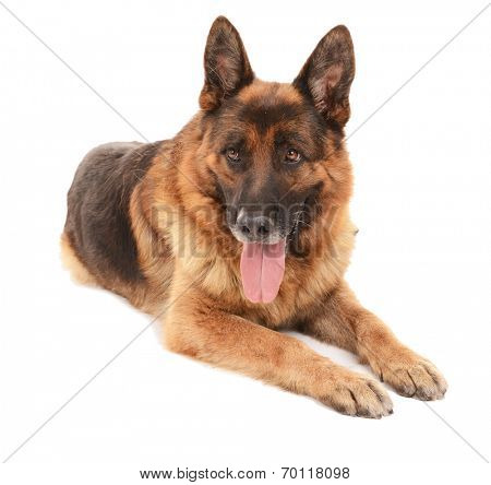 Funny cute dog isolated on white