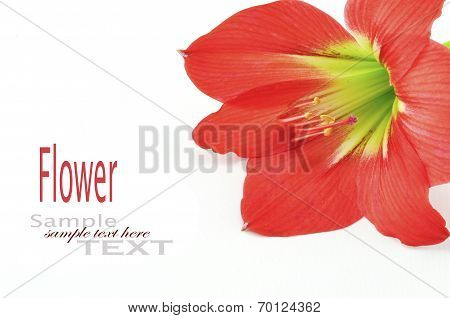 Amaryllis Hippeastrum Isolated On White Background, Star Lily