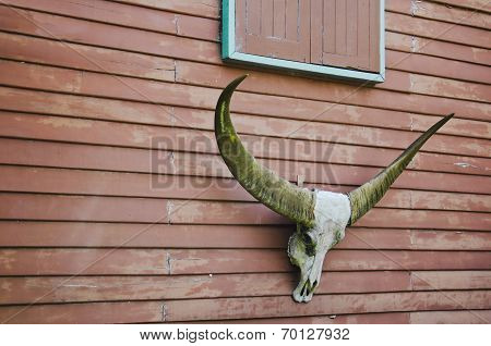 Longhorn Buffalo