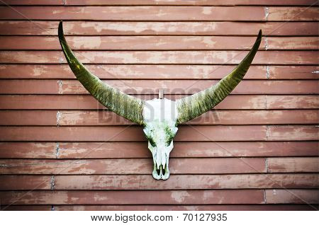 Longhorn Buffalo Skull