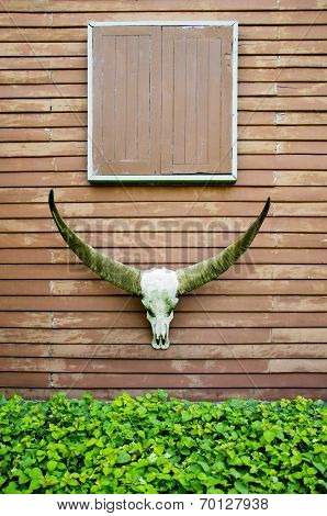 Longhorn Buffalo