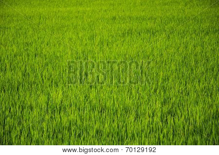 Rice Field