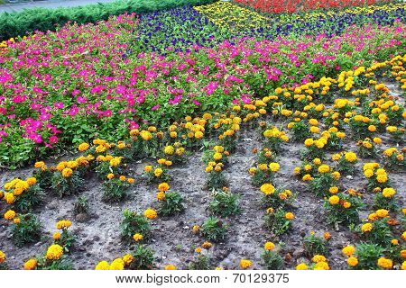 Rainbow Flower Bed
