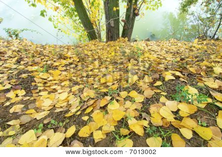 Autumn Leaves fallen auf den Boden
