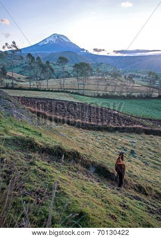 Chimborazo volcano at dawn