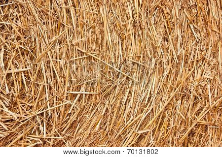 Golden Hay Background