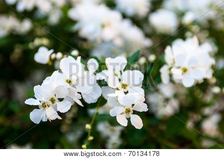 White Flowers Of The Pear Tree
