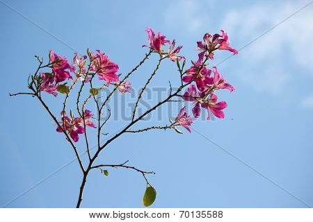 Purple Bauhinia with blue sky