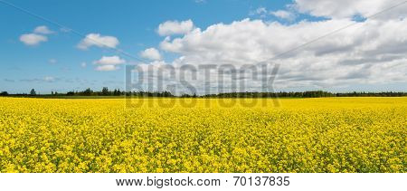 Panorama Of Yellow Field Rapeseed (green Gables Shore, Prince Edward Island , Canada)