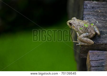 Close Up Frog On The Bridge