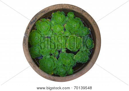 Floating Plant In Water