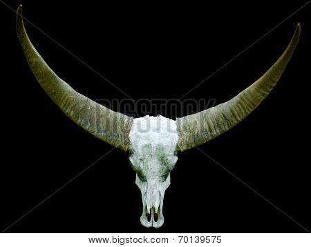 Long Horn Buffalo Skull On Black