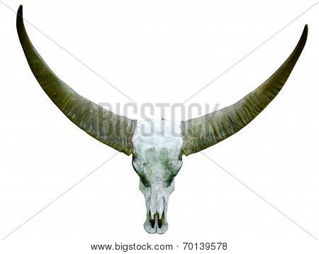 Long Horn Buffalo Skull