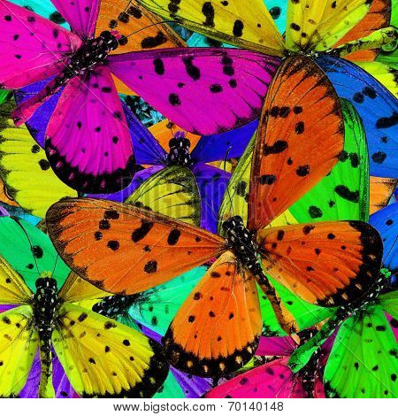 Beautiful background texture made of Tawny Costner butterflies in great patterns