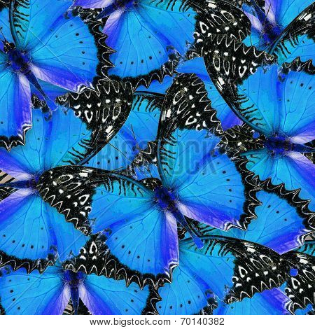 Beautiful blue and black background pattern made of Red Lacewing butterflies in fancy color